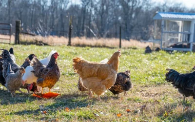Feeder vs Heater: Which Fits Your Flock?