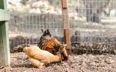 Automatic Feeders Vs Predator Runs We Recommend in 2026