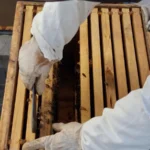 A beekeeper carefully examines a beehive in Cape Town, South Africa.