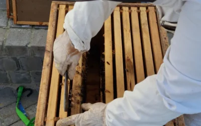 Little Giant Metal Frame Grip Beehive Frame Tool vs WEICHUAN Stainless Steel Beekeeping Frame Grip: Which Grip Gives You More Control During Inspections?