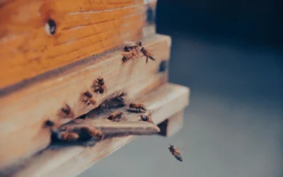 Lehman’s Stoney Acres Triangle Bee Escape Board vs 2Pcs Beeswax-Coated Beehive Inner Cover: Which Hive Tool Do You Actually Need?
