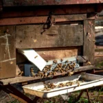 Close-up of a wooden beehive with bees swarming, showcasing hive activity.