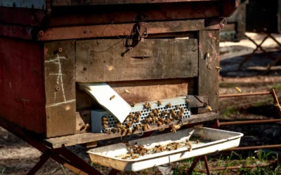 How to Choose Bee Hive Starter Kit Langstroth Vs Beehive Feeder: A Practical Guide