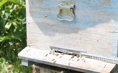 How to Choose a Bee Package Box: A Practical Buying Guide for 2026