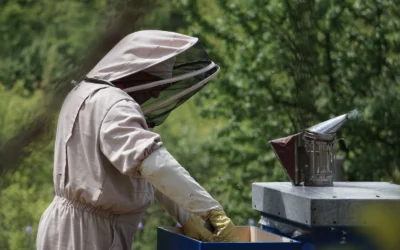 Auto Flow Beehive Starter Kit with 7 Flow Frames vs Bee Hive Smoker Kit – Stainless Steel Smoker: Which Should You Buy First?