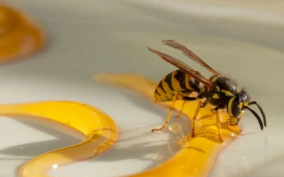 EVERLIT Bee Sting & Snake Bite Kit with Venom vs aichose Honey Refractometer for Honey Moisture: Which Beekeeping Tool Do You Need First?