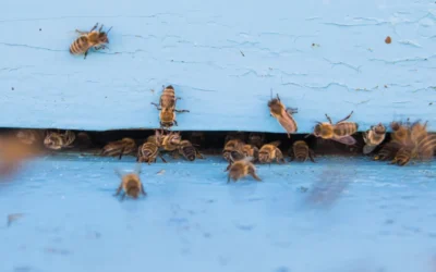 2 Pcs Beehive Entrances Guard 10 Frame Beehives vs Marsui 6 Pcs Plastic Queen Excluder for 10 Frame: Which Hive Control Do You Need in 2026?