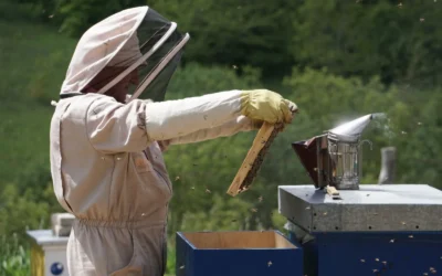 How to Choose Beekeeping Gloves Leather Vs Bee Smoker: A Practical Buying Guide