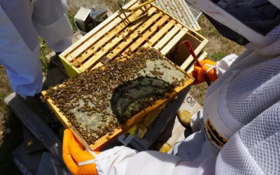 BeeCastle 9 Pcs Beekeeping Tools Kit vs 3 Pack Beehive Bee Escape Board 16 Way Round Exit: Which Do You Need First in 2026?