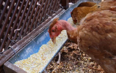 Best Automatic Chicken Feeder for 6 Chickens: 2026 Top 10 No-Waste Picks