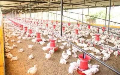 Best Automatic Chicken Feeder For 8 Chickens: 2026 Top 10 No-Waste Picks