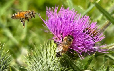 Best Bee Attractant Lure For Small Apiaries: 2026 Top 5 Reviewed