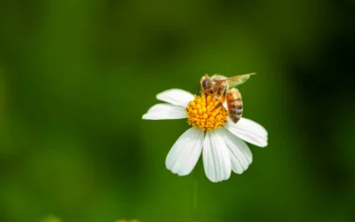 Bee Pollen Traps We Recommend for Hive Defense in 2026