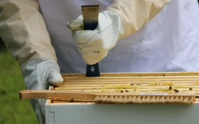 Best Beekeeping Tool Kit Starter Picks for Beginners in 2026