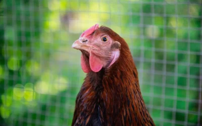 Chicken Coop Insulation Panels We Recommend for Urban Homesteads in 2026