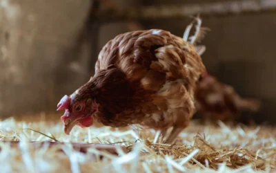 Best Chicken Coop Nesting Pad For Urban Homesteads: 7 Picks for 2026