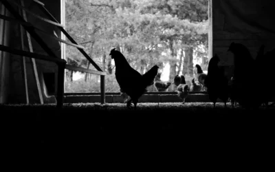 Best Chicken Coop Predator Apron For Large Dogs: 2026 Top 10 Picks