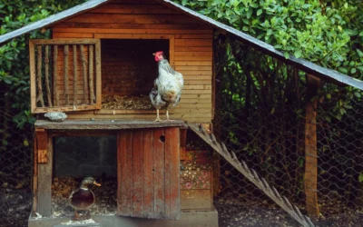 Chicken Nesting Boxes We Recommend for 4 Hens in 2026