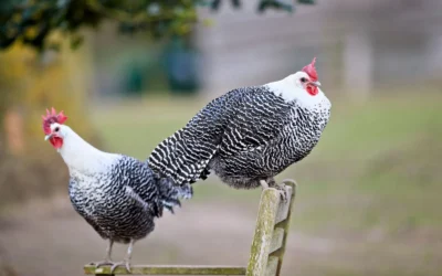Chicken Saddles We Recommend for Cold Climates in 2026