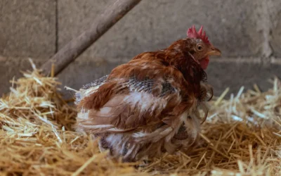 Best Coop Bedding Pellet For Small Flocks: 7 Low-Dust Picks for 2026