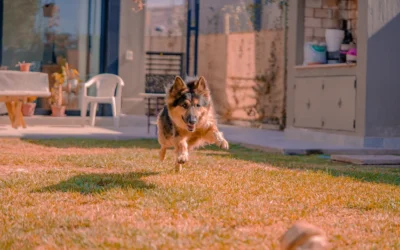 Backyard Dog Agility Kits That Make Training Fun in 2026