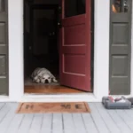 A dog lying on a porch entrance with an open door, creating a welcoming home scene.