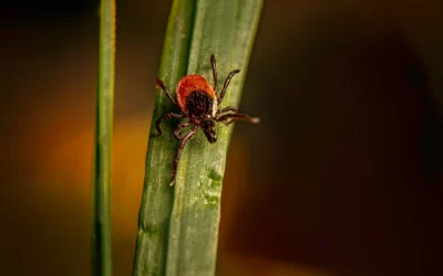 Flea and Tick Yard Sprays We Recommend for Suburban Yards in 2026