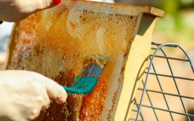 Honey Uncapping Tanks for Cold Climates We Recommend in 2026