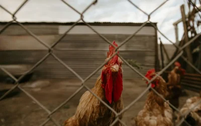 Metal Chicken Runs We Recommend for Winter in 2026