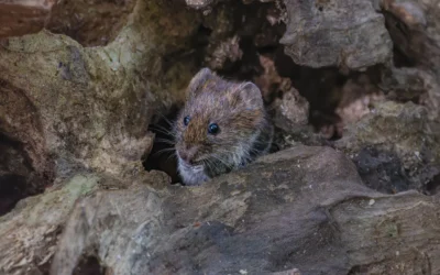 Affordable Mole and Vole Repellent Picks for 2026 That Actually Work