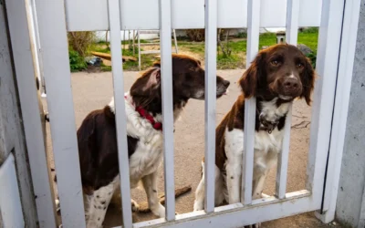 Outdoor Pet Gates We Recommend for Large Dogs in 2026