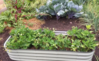 Raised Garden Beds Galvanized We Recommend for Backyards in 2026