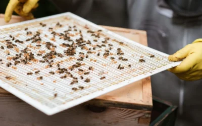 Best Varroa Mite Treatment Strips For Backyard Hives: 2026 Top 14 Reviewed