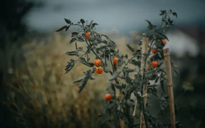 Cheaper Alternative To Tomato Cage: 7 Smart Supports for 2026