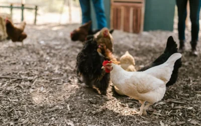 Hemp Bedding for 6 Hens: Head-to-Head