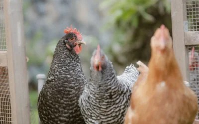 Chicken Oyster Shell Feeder and Grit Feeder Combo vs CluckRoots Chicken Grit and Oyster Shell Feeder: Which Supplement Feeder Fits Your Flock Best?