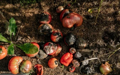 Worm Bin vs Soil Acidifier Compared