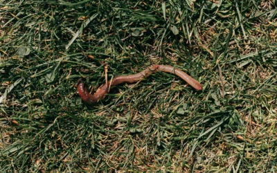 Compost Thermometer Vs Worm Bin Guide