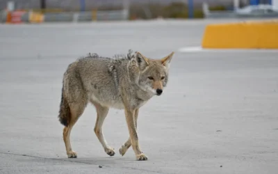 Coyote Light Not Turning On? 5 Quick Fixes