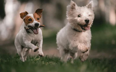 Pet Safe Weed Killer vs Pet Safe Weed Killer