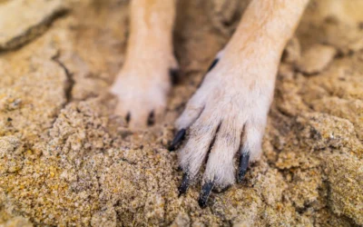 Dog Digging Deterrent Buying Guide