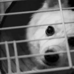 Black and white photo of a small dog looking out from a cage.