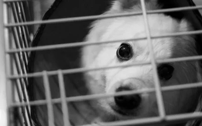 Kennel Cover vs Shade Cloth Compared