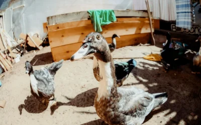 How to Choose a Backyard Duck House: A Practical Buying Guide for 2026