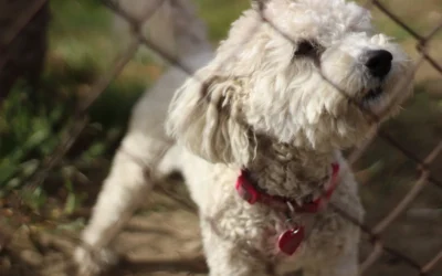 Wireless Dog Fence Buying Guide