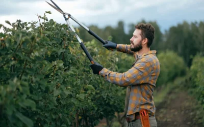 Expandable Hose vs Bypass Shears Compared