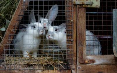 Goat Shelter for Outside, Portable for 2 Goats vs Rabbit Hutch Outdoor Chicken Coop Run A-Frame: Which Portable Shelter Fits Your Animals?