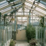 A peaceful view inside a greenhouse filled with various cacti and greenery under natural light.