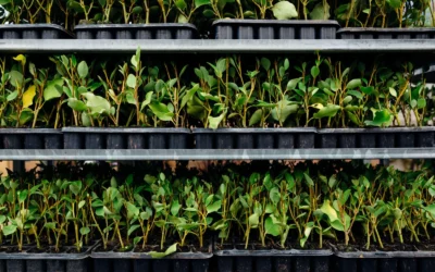 90% Shade Cloth for Plants 3.3 Ft × 6.6 Ft vs 55% Shade Cloth for Garden: Which Shade Level Is Right for Your Greenhouse?