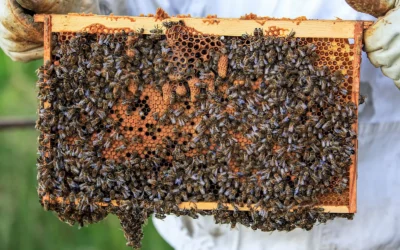 MayBee Adjustable Metal Bee Hive Stand vs SunVara Bee Hive Stand: 10 Frame Hive Stand: Which Elevated Stand Is Right for You in 2026 ?